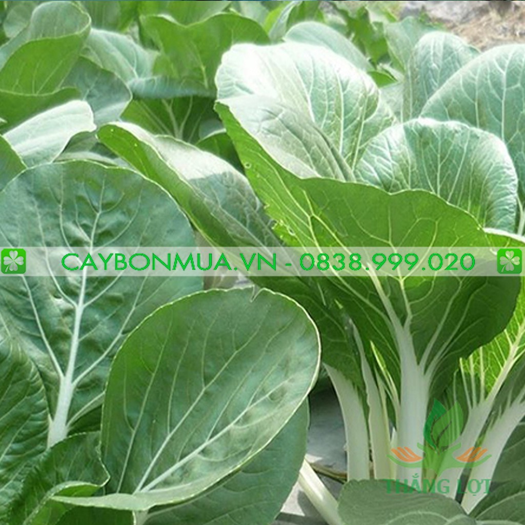 Hạt Giống Cải Bẹ Trắng Gói 10g - [&gt;93% Nảy Mầm] - Giống Vàng Chất Lượng