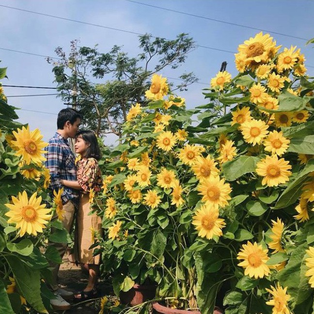 Hạt Giống Hoa Hướng Dương Siêu Hoa (gói 50 hạt, tặng phân)