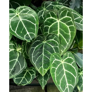 Anthurium Crystallinum size trung
