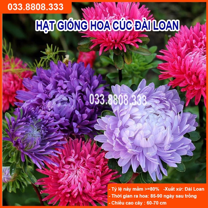 Hạt Giống Hoa Cúc Đài Loan -Tỷ lệ Nảy Mầm Cao