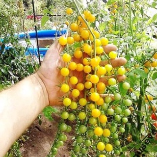 Hạt giống cà chua bi vàng 30 hạt
