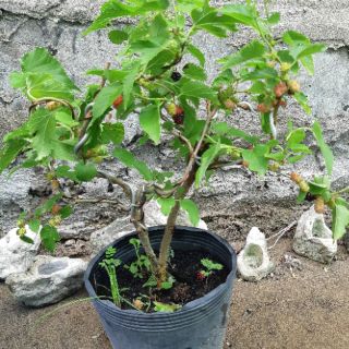 Cây dâu tằm bonsai SIÊU TRÁI