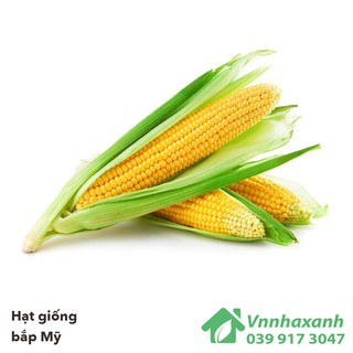 Hạt Giống Bắp Mỹ - Bantam