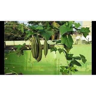 Gói 20 hạt giống mướp khía
