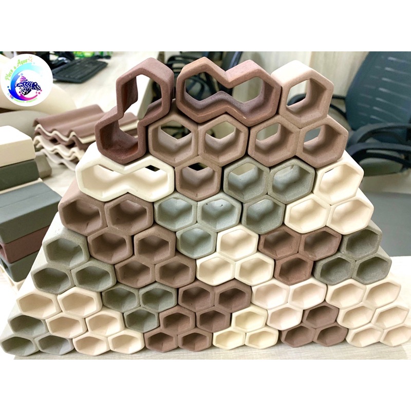 Hang Pleco “HANG 3 LỖ - 60k”