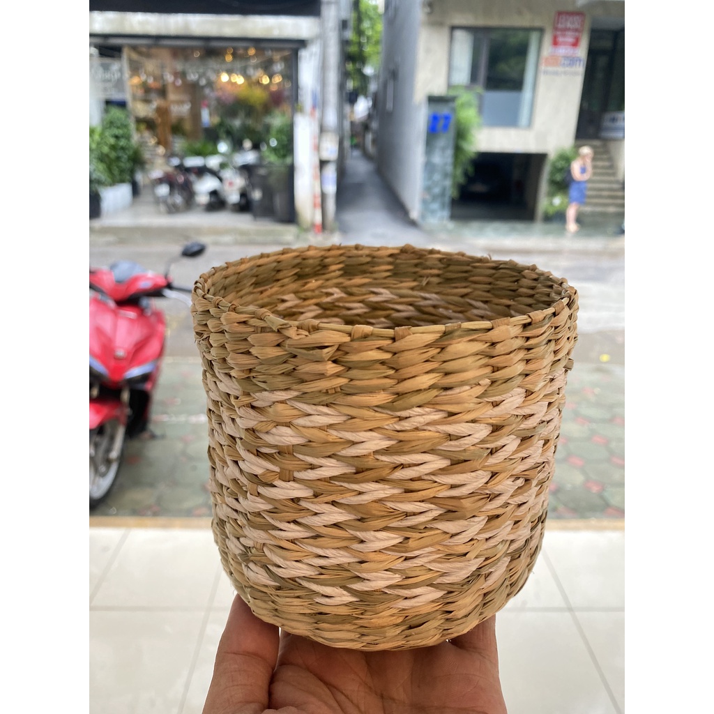 Chậu cói trồng cây xọc hoa văn