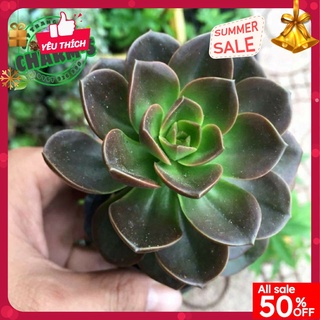 Cây sen đá NHẬT NGUYỆT lên màu đen nâu cực xinh - lỗi 1 đổi 1
