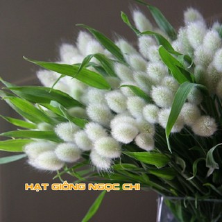Hạt Giống Hoa Cỏ Đuôi Thỏ - 100 Hạt