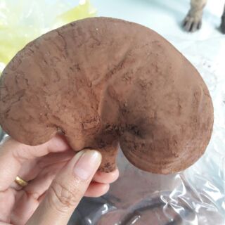 Nấm linh chi nhà trồng