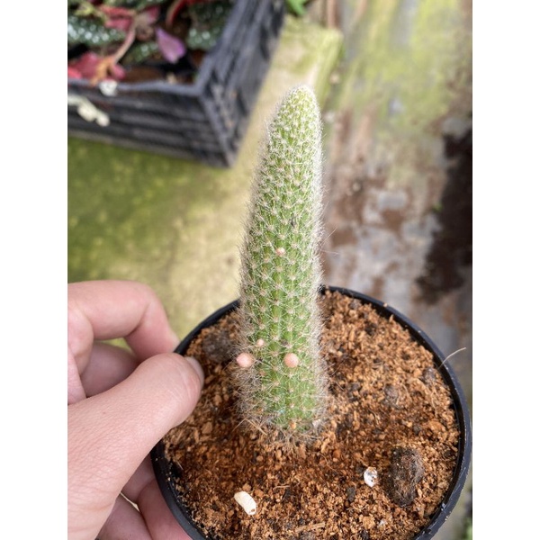 Chậu cứng Xương rồng đuôi hồ ly