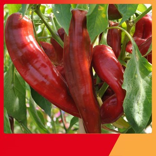 Hạt Giống Ớt Sừng Bò