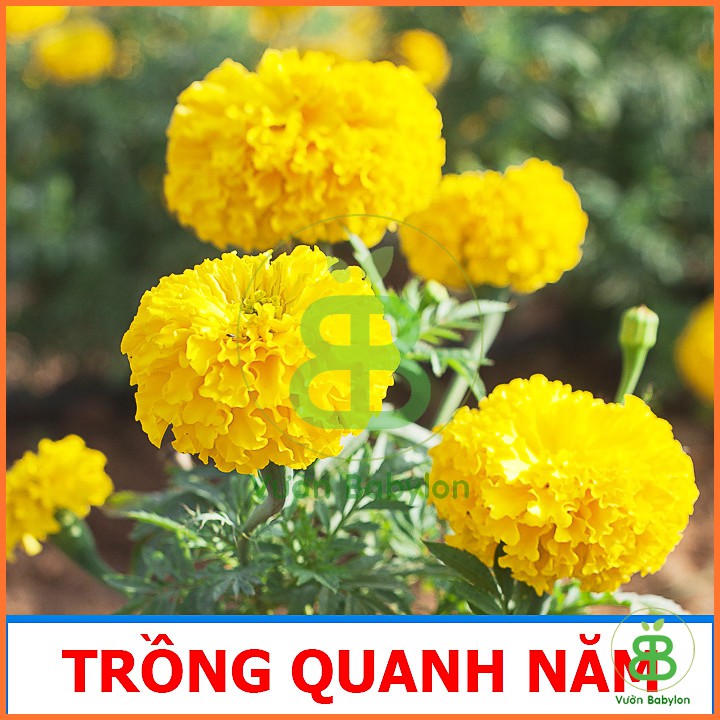 Hạt Giống Cúc Vạn Thọ Pháp Vàng Chanh 0,1G