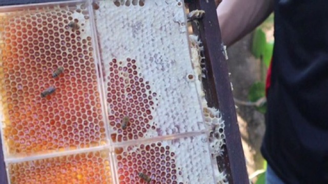 Mật ong rừng nguyên sáp/ nguyên tổ 1000g