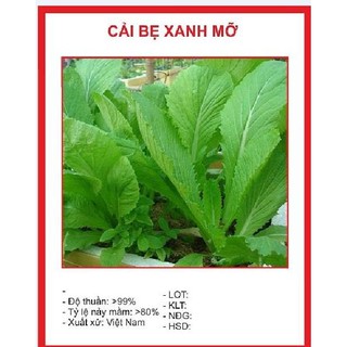 Hạt giống Rau Cải Bẹ Xanh Mỡ-20gr
