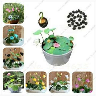 100 hạt sen nhật mini 8 màu
