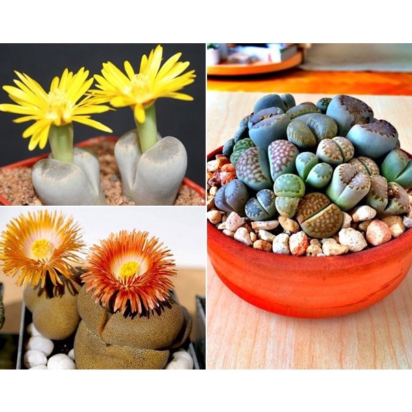 20 HẠT GIỐNG ĐÁ SỐNG - THẠCH LAN MIX MÀU