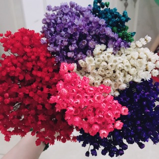 [SIÊU RẺ] Hoa khô glixia bền lên đến 10 năm nguồn gốc Brazil