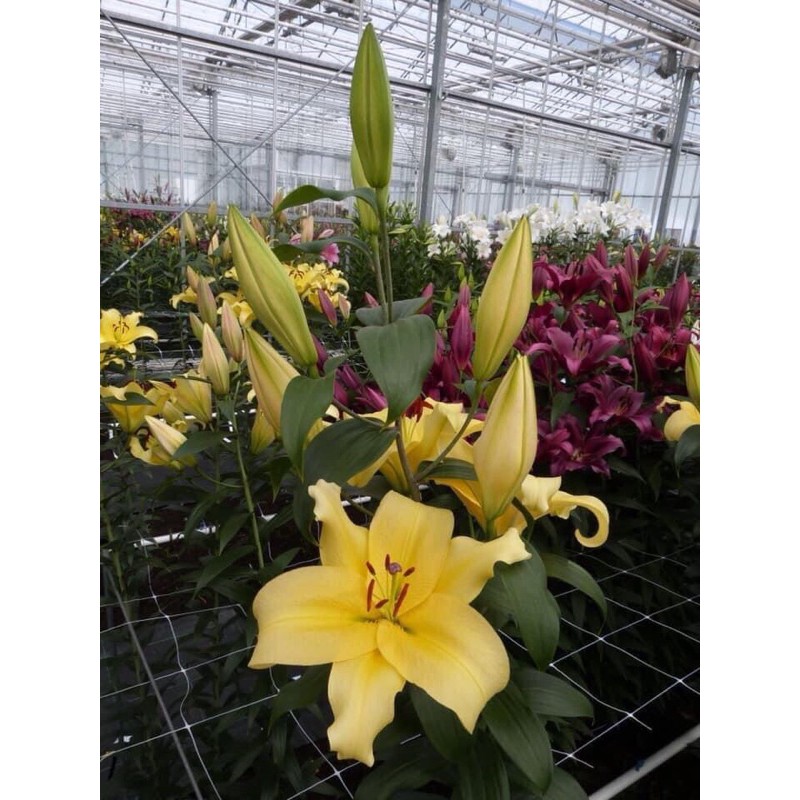 Củ hoa ly thơm cao