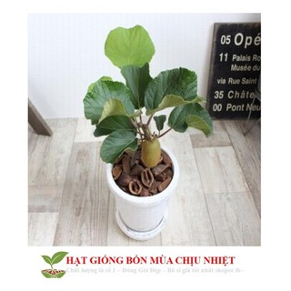 Hạt Giống Cây Kiwi nùn F1 (20 Hạt) - [TRỒNG BỐN MÙA] - Giàu Vitamin,Bổ Dưỡng,Tốt Cho Da