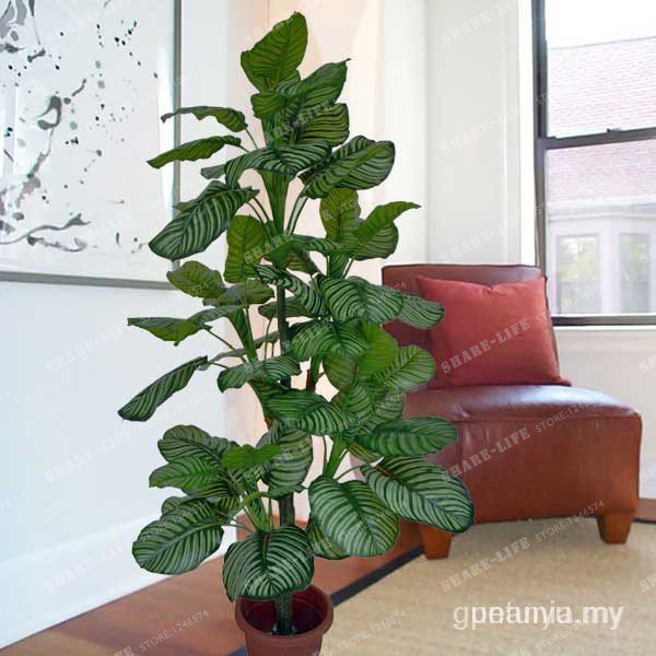 Bộ 50 Hạt Giống Calathea Trồng Cây Mọng Nước Bốn Mùa Cho Sân Vườn / Nhà Ở / Ban Công Up98