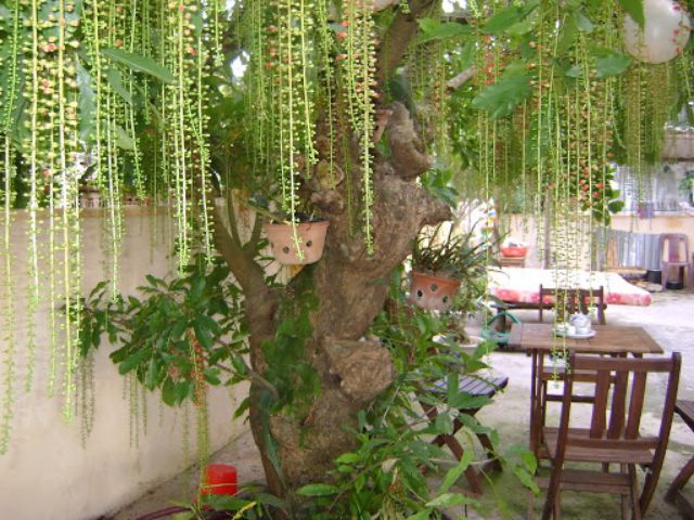 Cây lộc vừng... siêu hoa