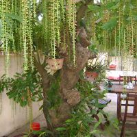 Cây 🌲 lộc vừng... siêu hoa... đang hoa