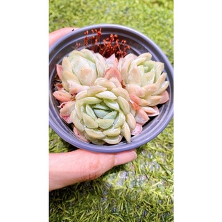 sen đá Hải ly Hồng bạc tròn