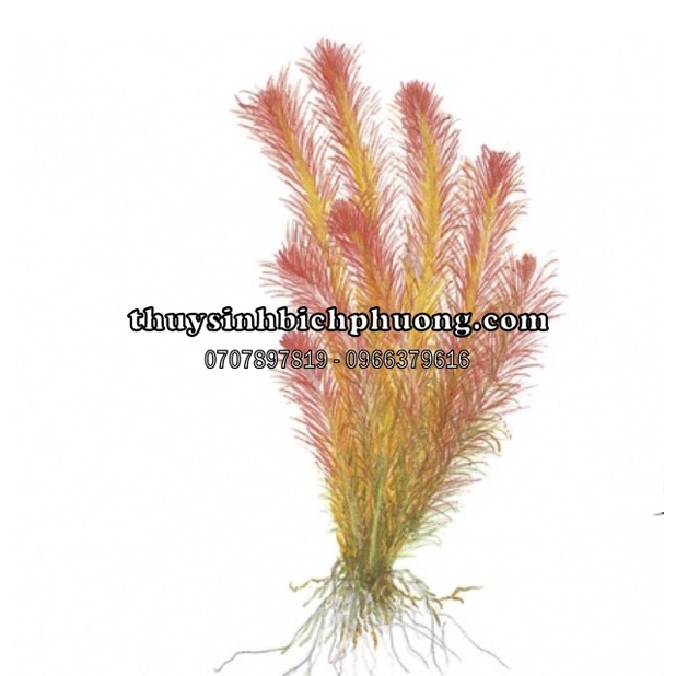 ROTALA WALLICHII THUỶ SINH