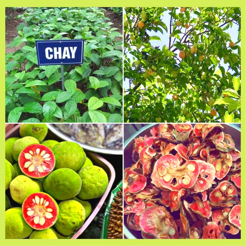 Cây giống chay ruột đỏ khoẻ mạnh