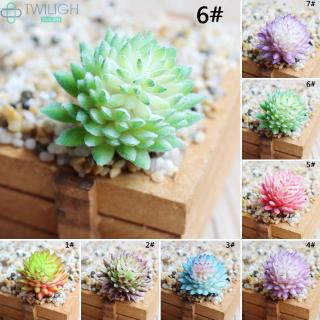 Túi Hạt Giống Cây Kiểng Mini Trang Trí Bàn Làm Việc