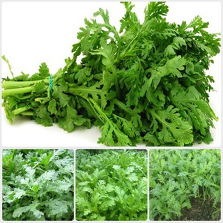 Hạt giống Tần ô (Cải cúc)