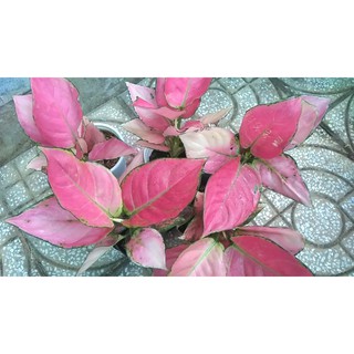 Cây Vạn Lộc Thái đỏ