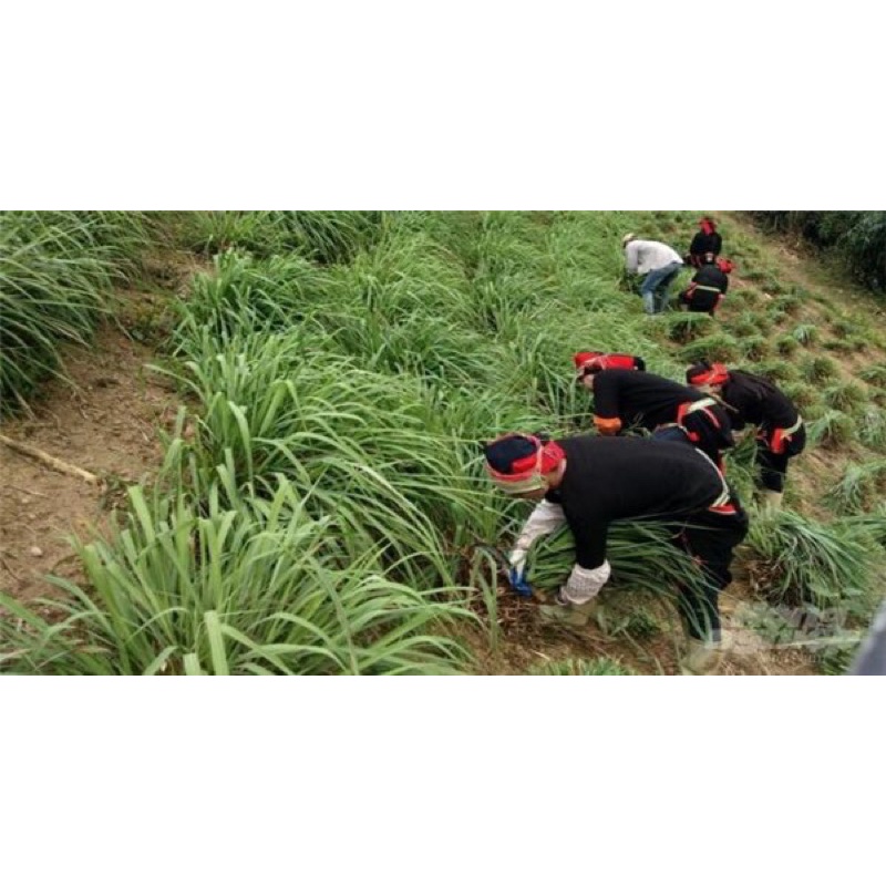 Lá Sả DakLak 100gr Xông Hơi Làm Trà