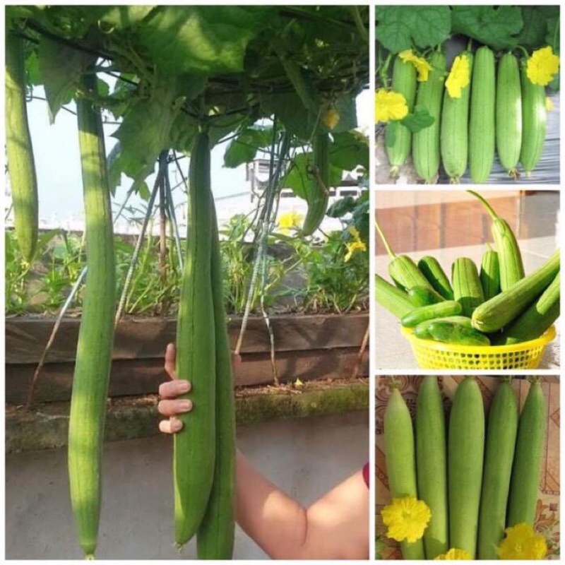 Giảm giá- Hạt Giống Mướp Hương Cao Sản F1, Siêu Sai Quả,sẵn kho