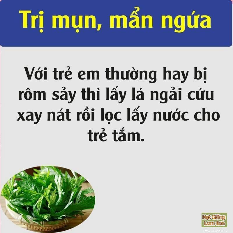 HẠT GIỐNG RAU NGẢI CỨU - Loại Rau Quý Hiếm, Làm Món Ăn Ngon, Dễ Trồng tại nhà.