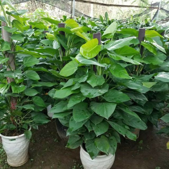 Cây Trầu Bà Trụ