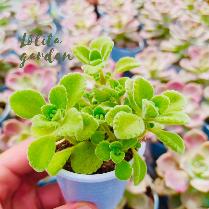 Sen thơm nhất mạt hương Đà Lạt size bé cây cảnh trang trí nhà cửa Lolita garden