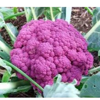 Hạt giống súp lơ tím gói 20 hạt nhập khẩu Đức - HGT