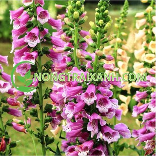 2000h - hạt giống hoa mao địa hoàng/ hoa chuông mix nhiều màu