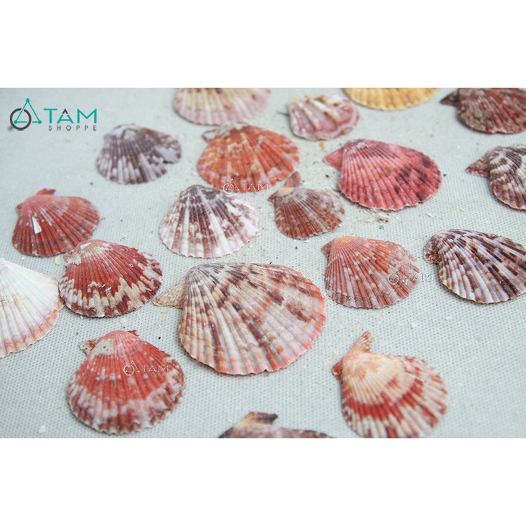 Vỏ sò điệp nhiều màu trang trí phong cách biển hủ 180-220g HOS-04