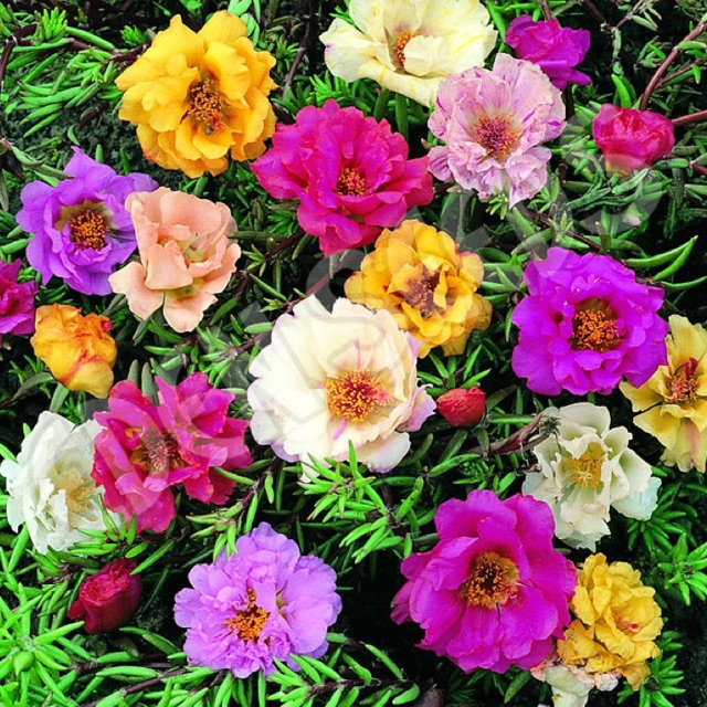 Giống hoa Mười giờ mix