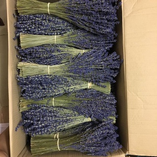 Combo sỉ hoa lavender thỏ ngọc