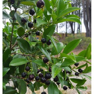 Cây Giống Cherry Brazill Cao 60-80cm(Video ảnh thật)