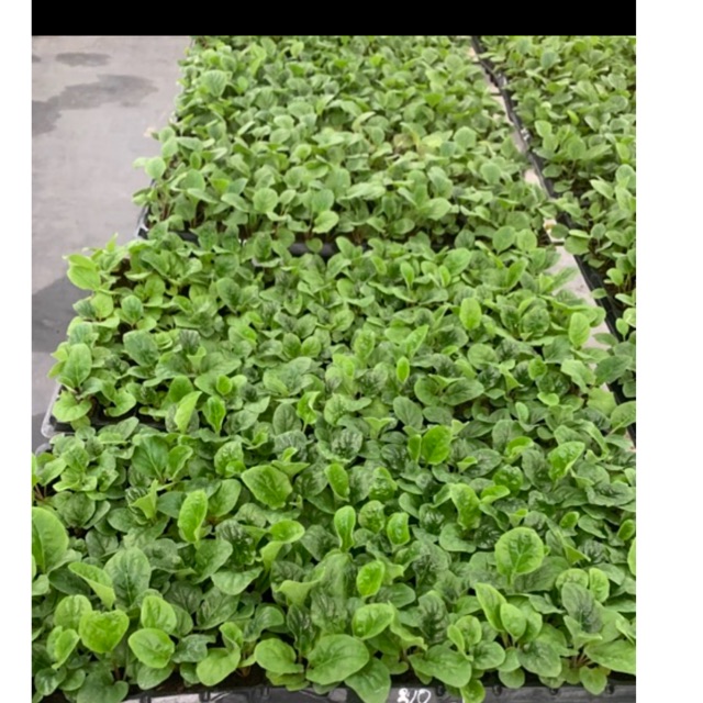 10 cây giống đồng tiền cao các mầu