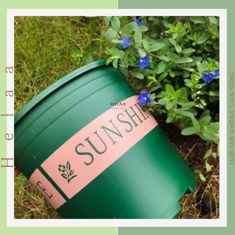 Chậu Nhựa Trồng Hoa SUNSHINE 3 Gal, 1.5 Gal, 1 Gal, Cây Cảnh,Trang Trí Ban Công, Sân Vườn, Văn Phòng - Có Dĩa Kèm