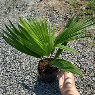 Cây Cọ Mini (loại lớn )