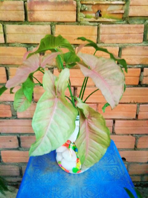 Trầu bà lá hồng thủy canh