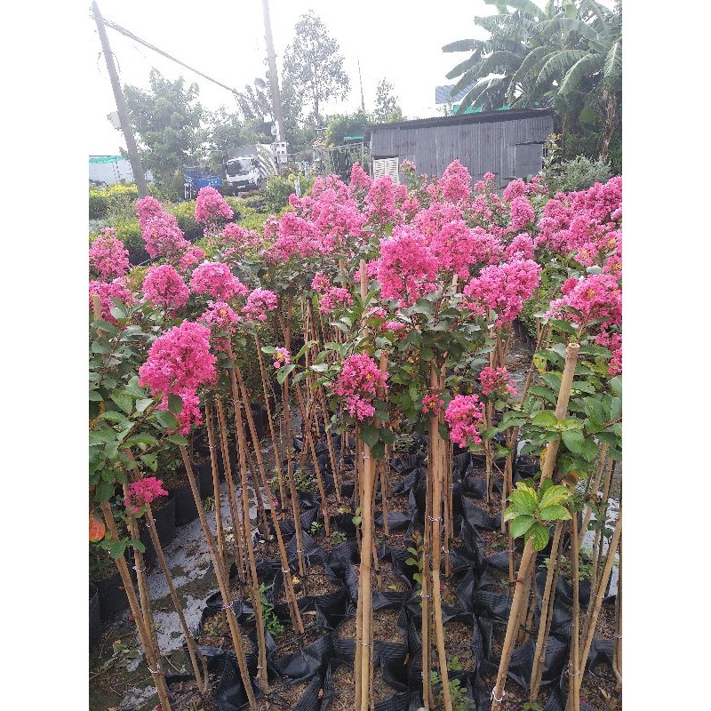 Cây tường Vy hồng