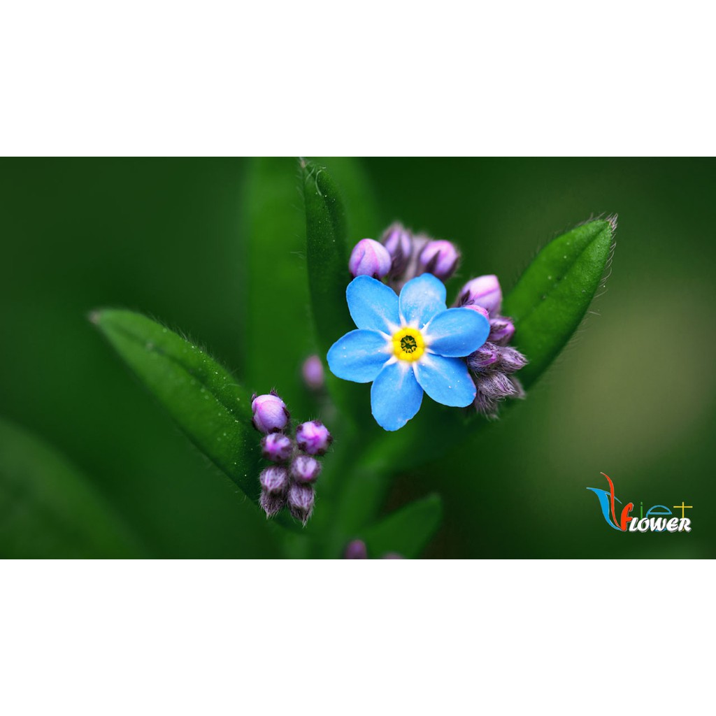 Hạt Giống Hoa Lưu Ly - 50 Hạt