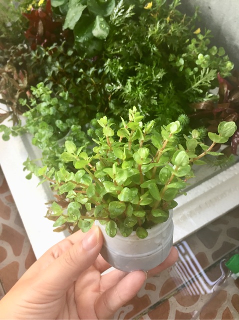 CÂY THỦY SINH TRỒNG TRONG BỂ CÁ CẢNH- CÂY CẮT CẮM